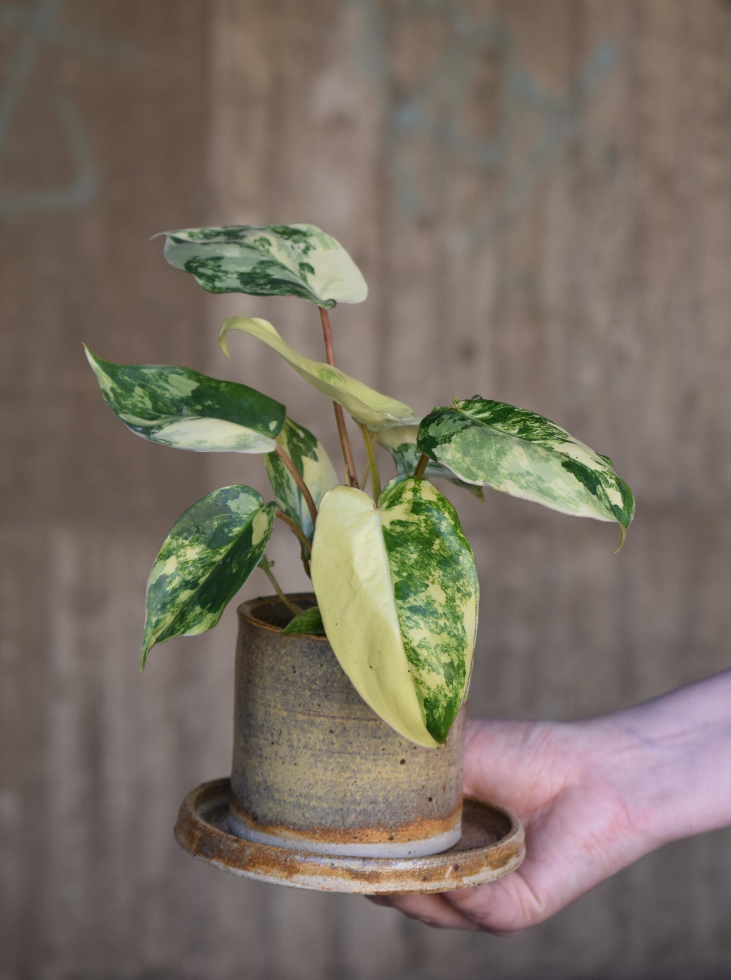 Philodendron burle-marxii albo variegata