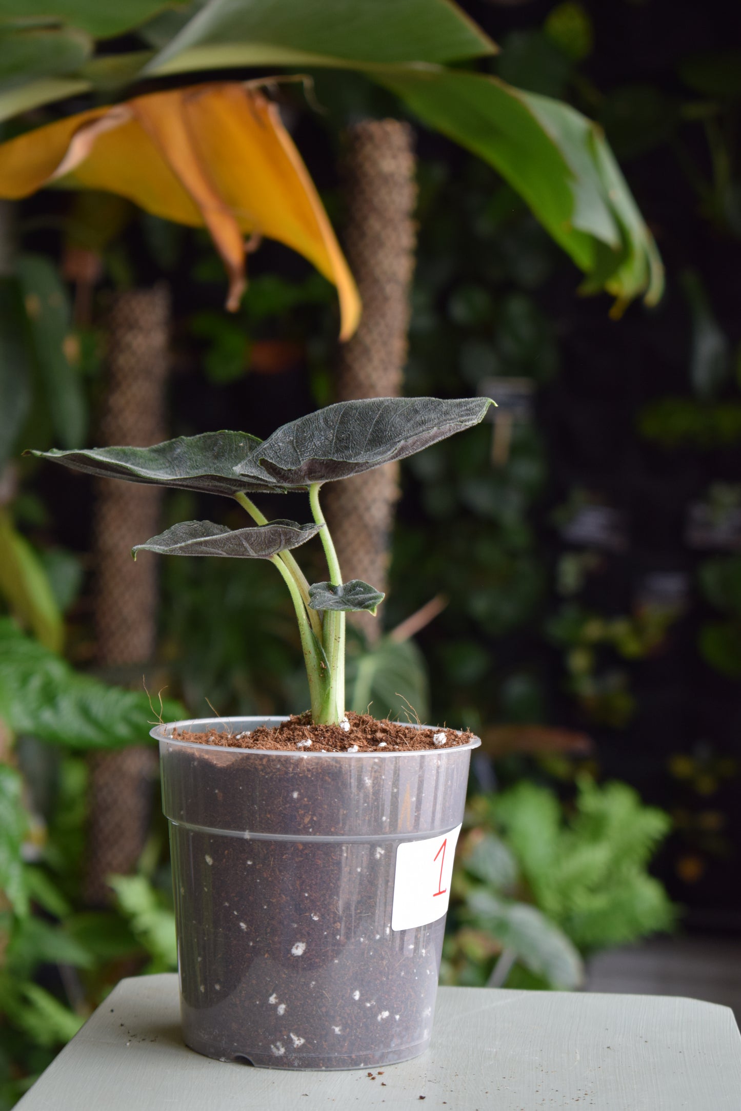 Alocasia chienlii 'Antoro Velvet'