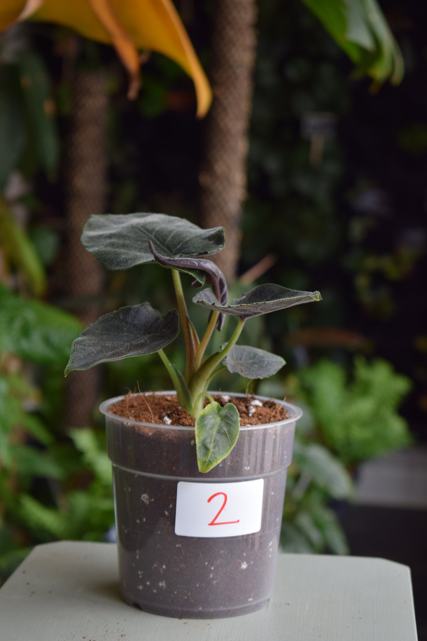 Alocasia chienlii ’Antoro Velvet’