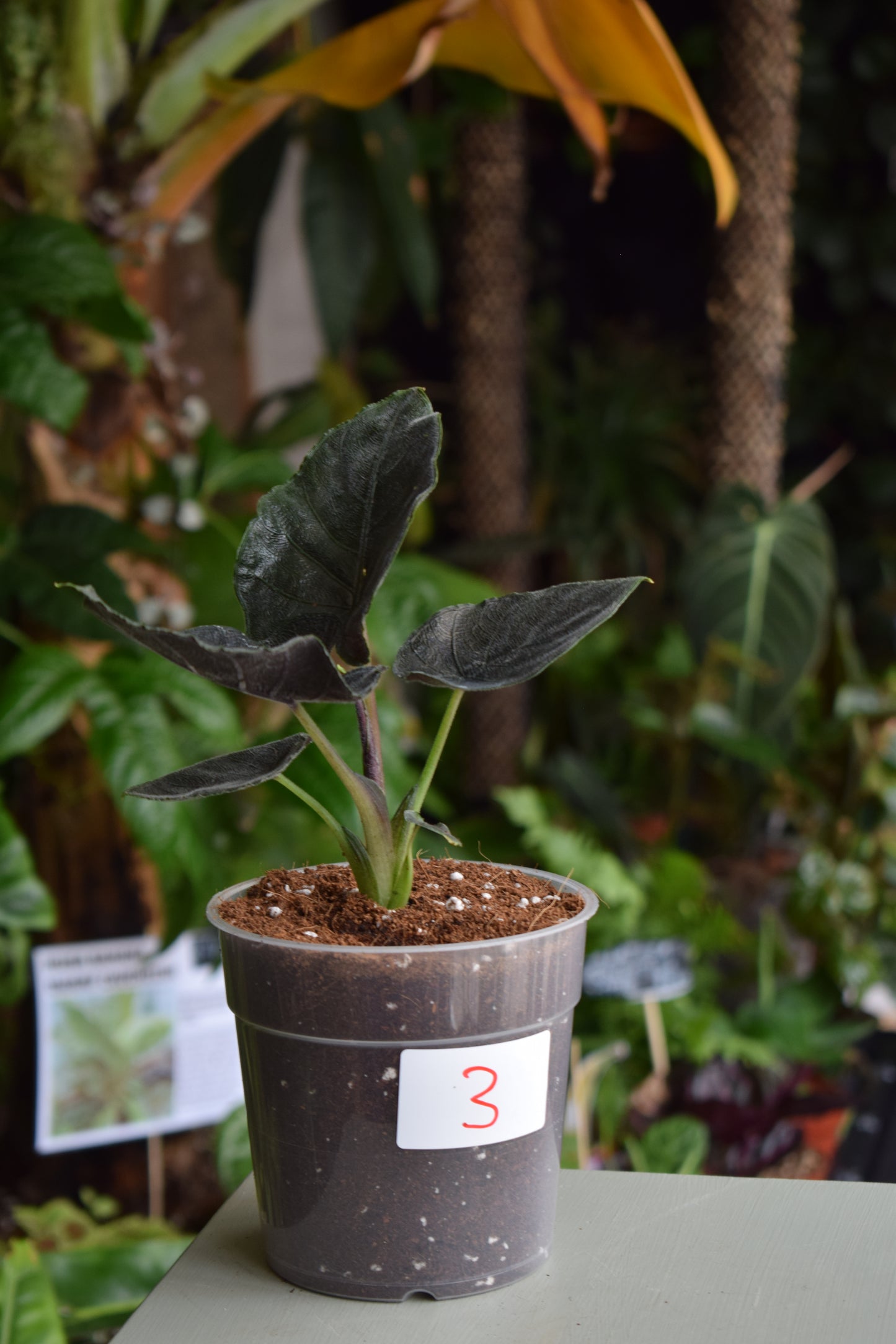 Alocasia chienlii ’Antoro Velvet’