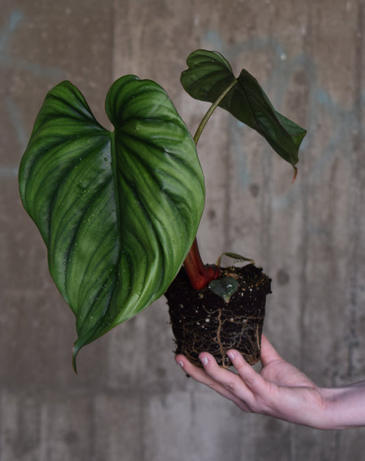 Philodendron sp Colombia