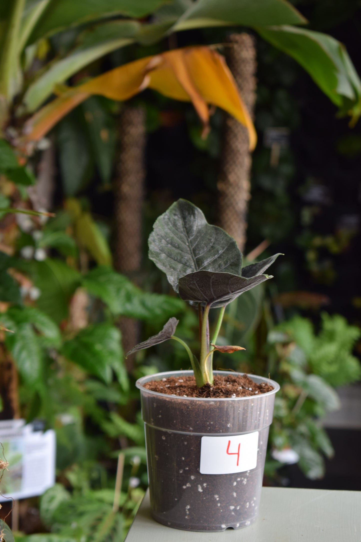 Alocasia chienlii ’Antoro Velvet’