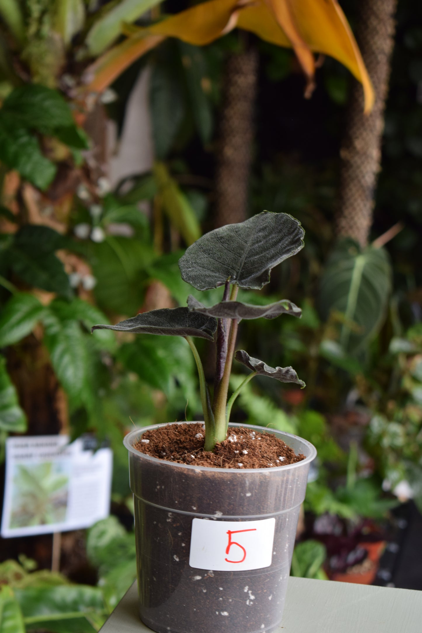 Alocasia chienlii ’Antoro Velvet’