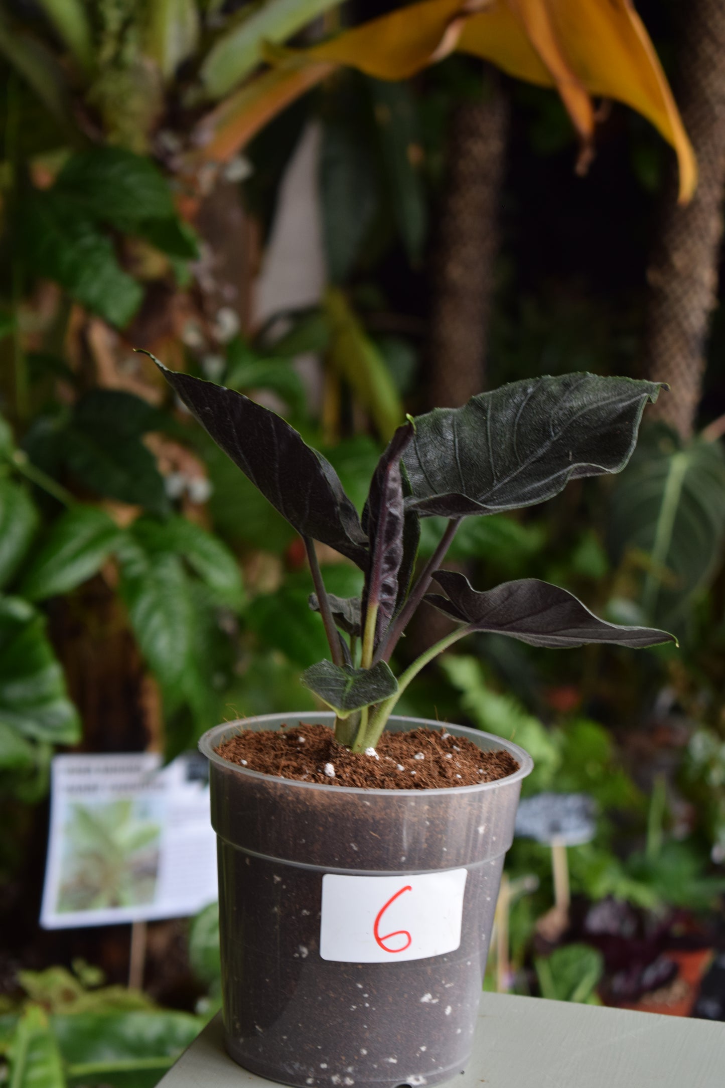 Alocasia chienlii 'Antoro Velvet'