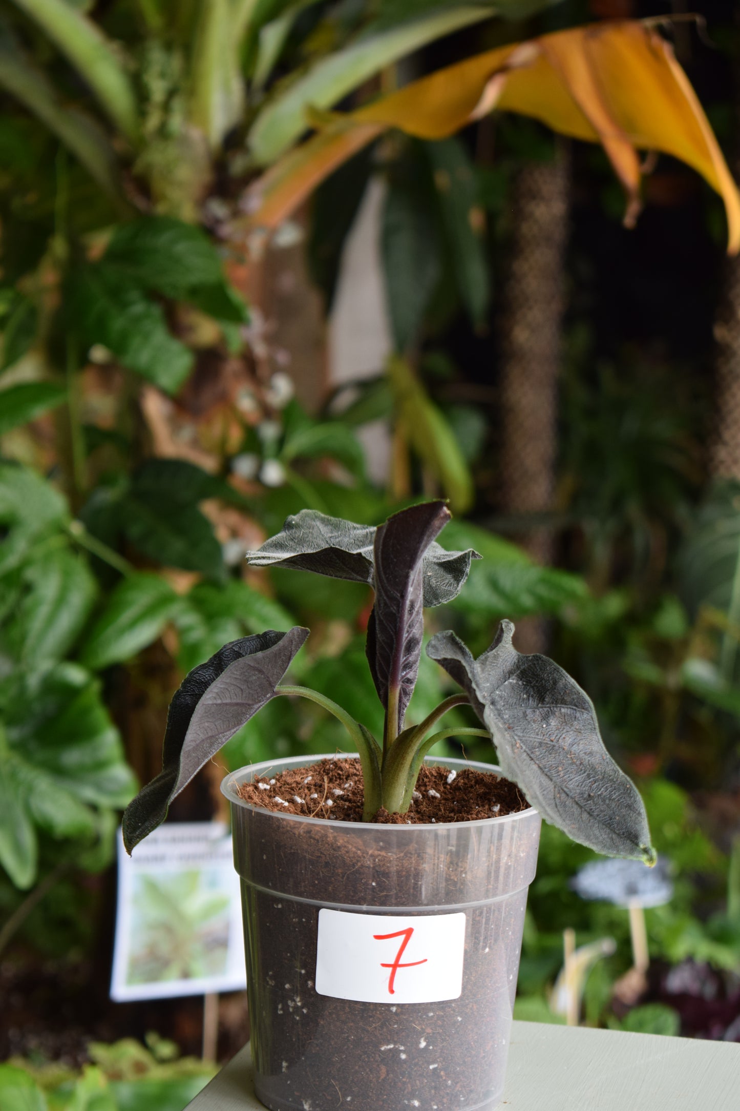 Alocasia chienlii ’Antoro Velvet’