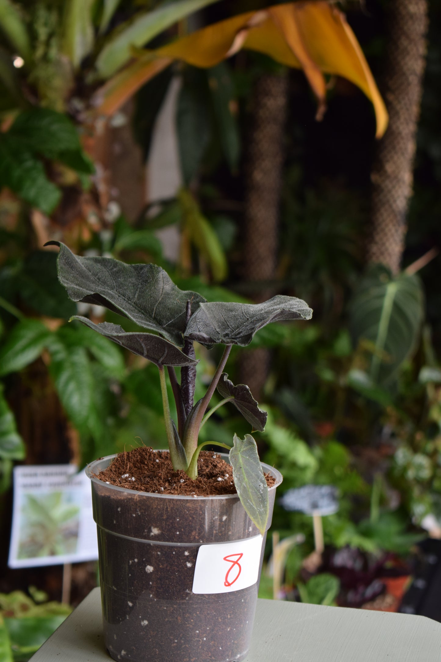 Alocasia chienlii ’Antoro Velvet’