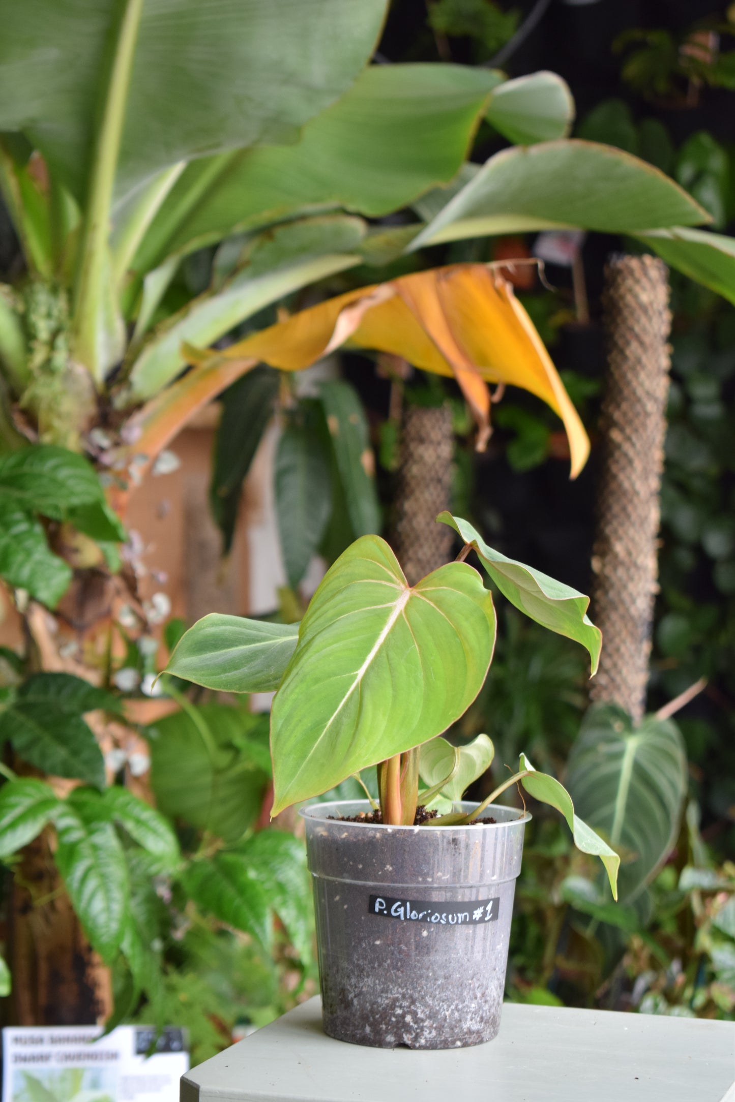 Philodendron Gloriosum