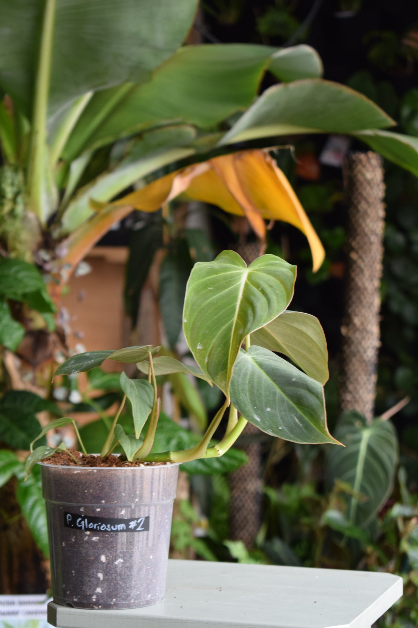 Philodendron Gloriosum