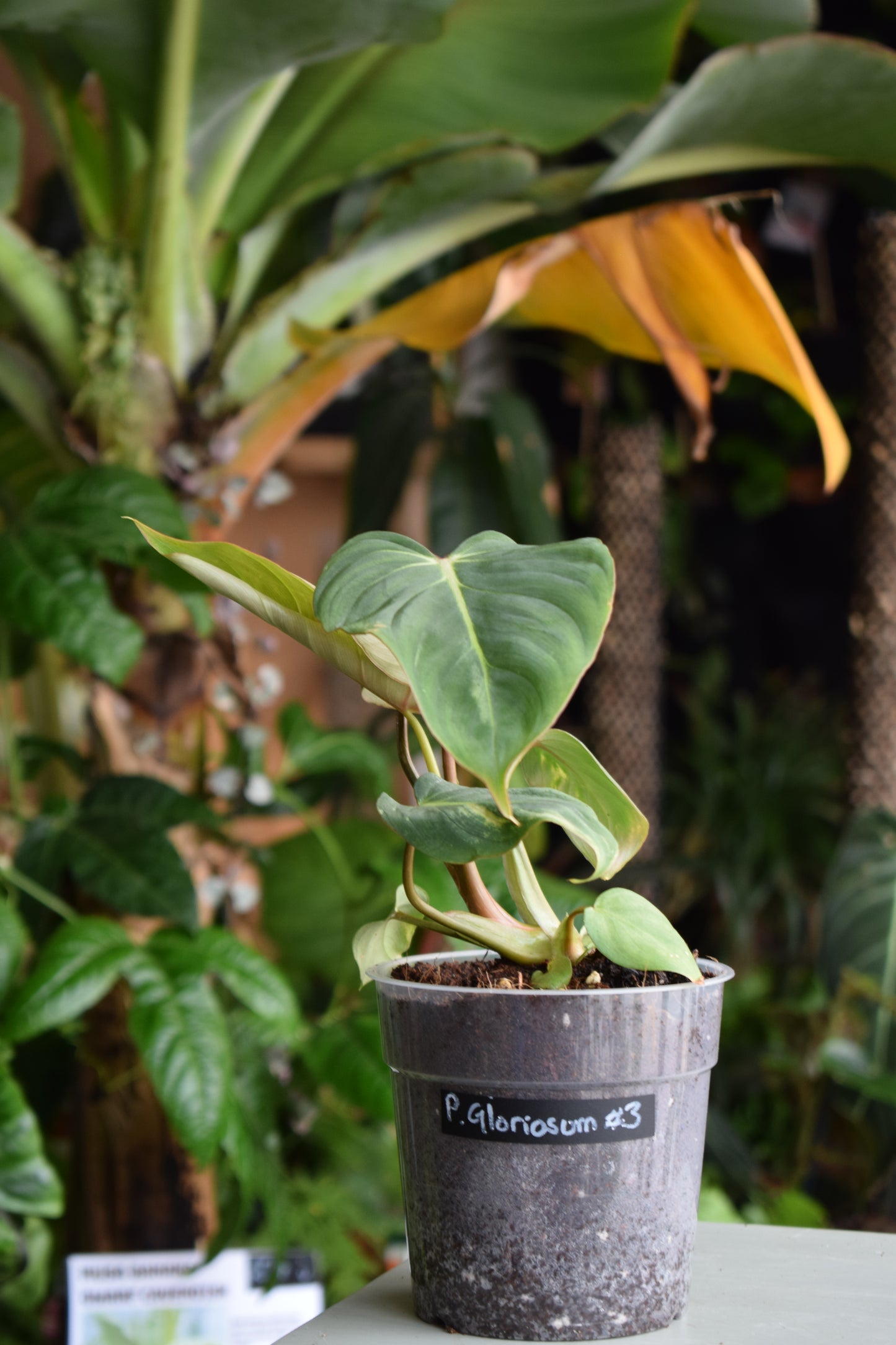 Philodendron Gloriosum