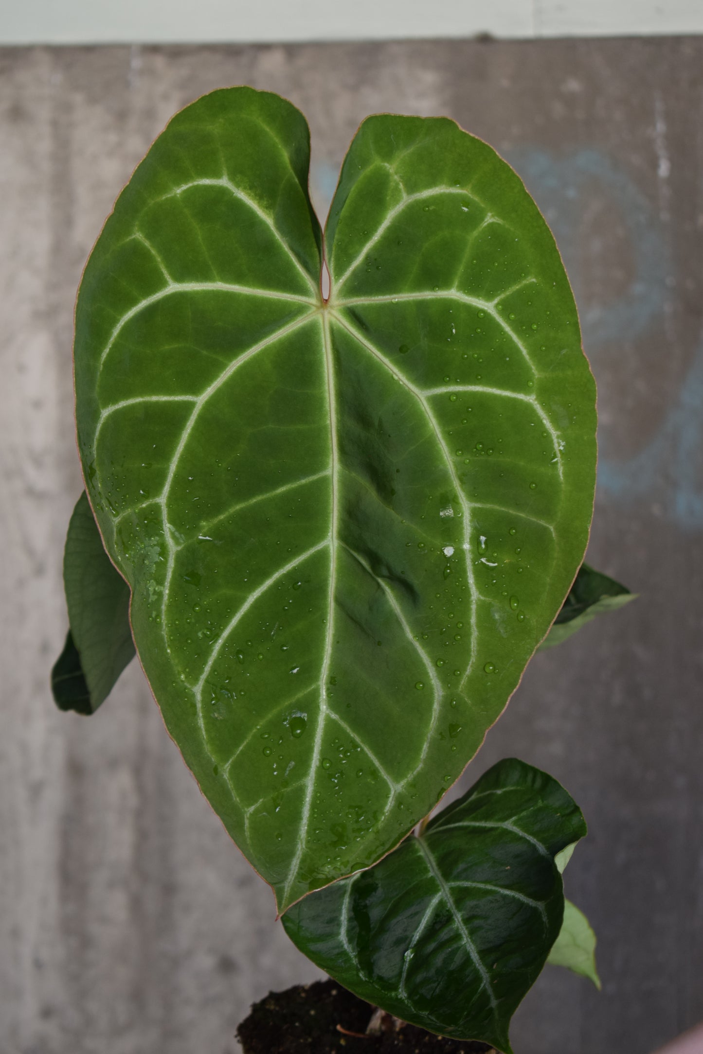 Anthurium Crystallinum