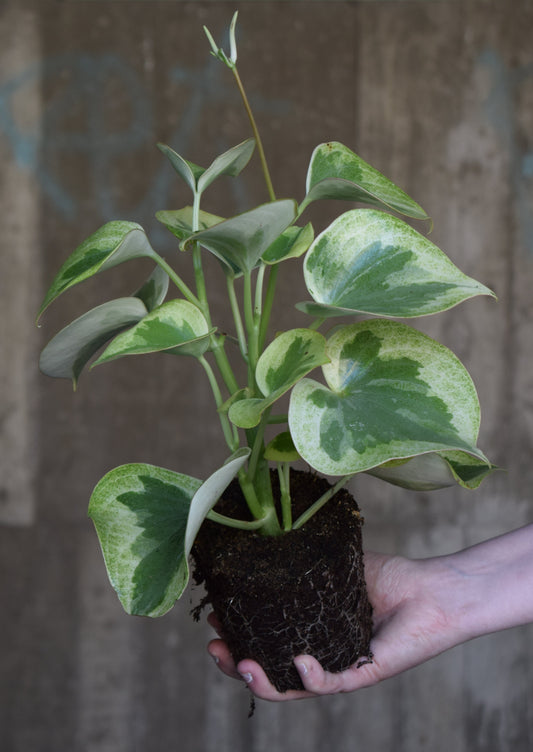 Peperomia Polybotrya 'Rain Drop'