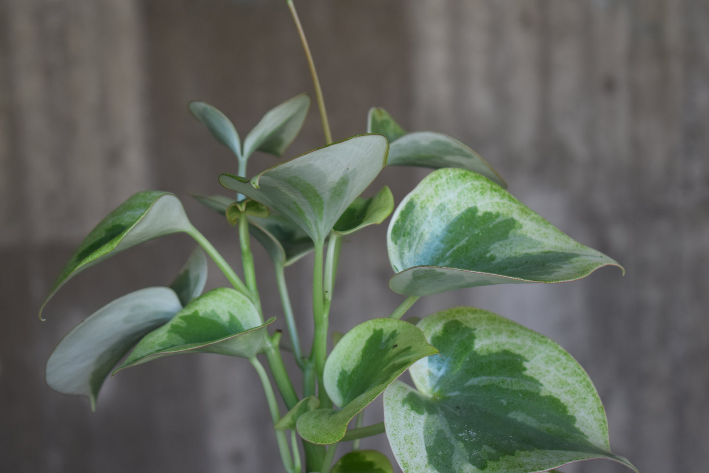 Peperomia Polybotrya 'Rain Drop'