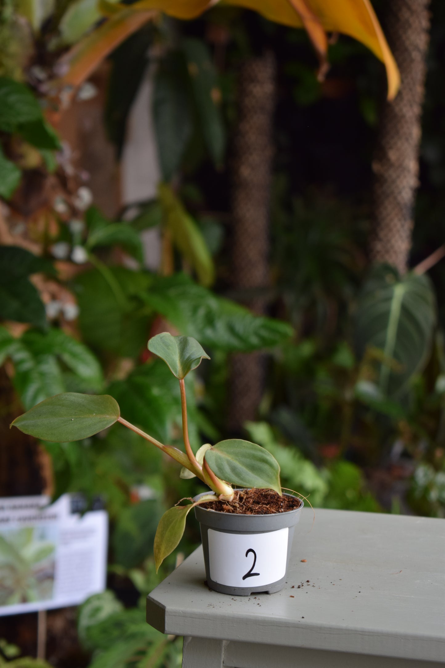 Philodendron Gloriosum