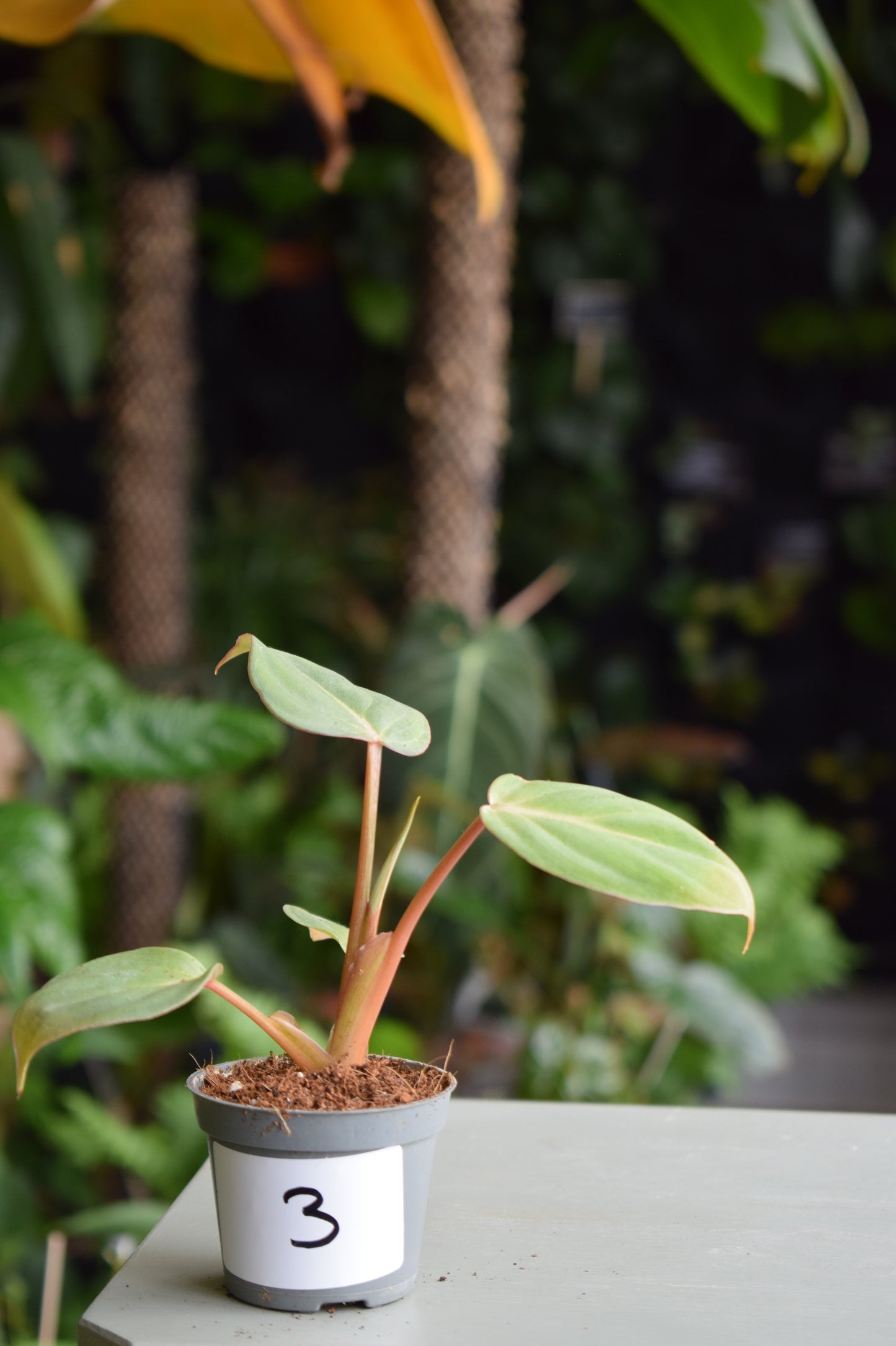 Philodendron Gloriosum