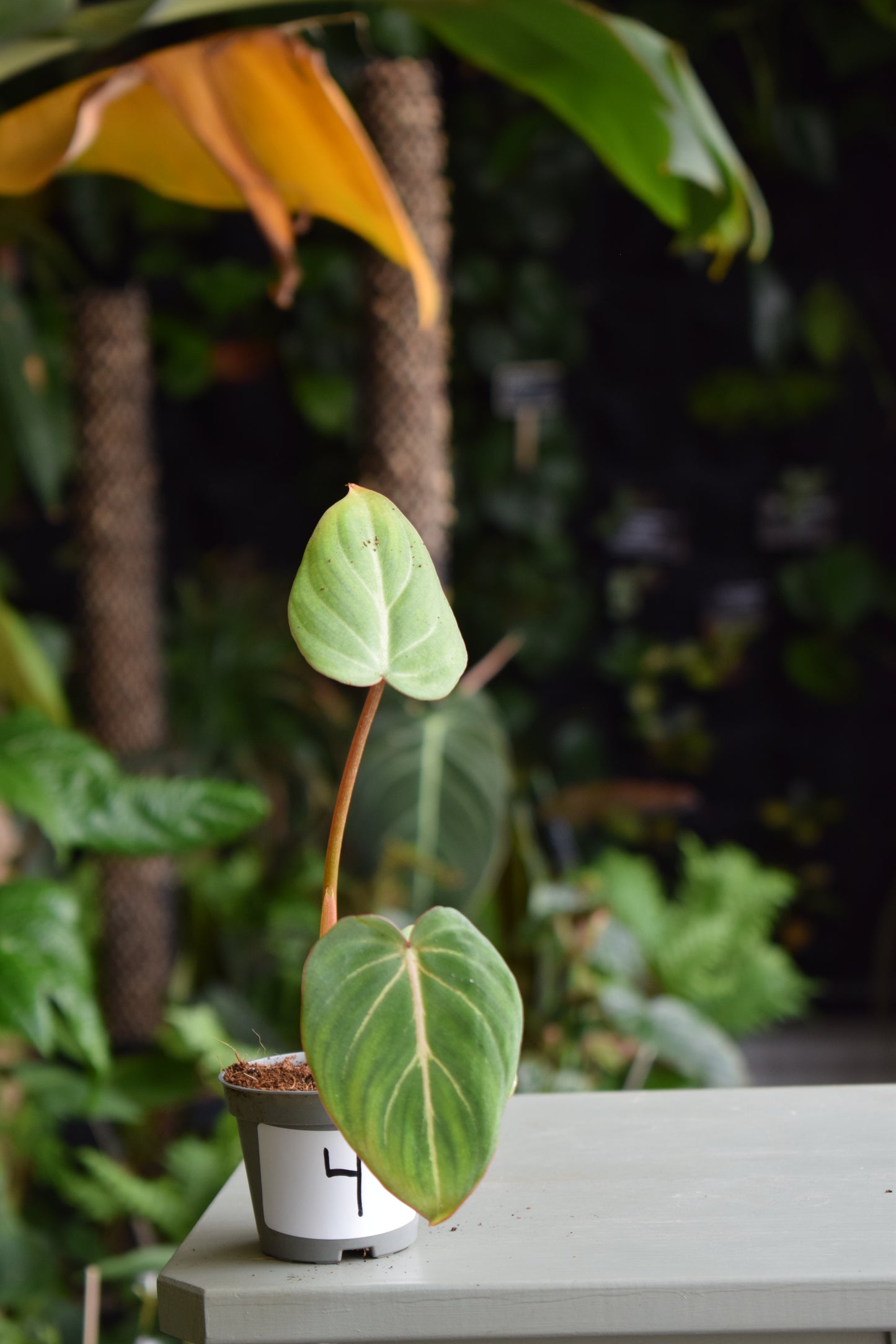 Philodendron Gloriosum