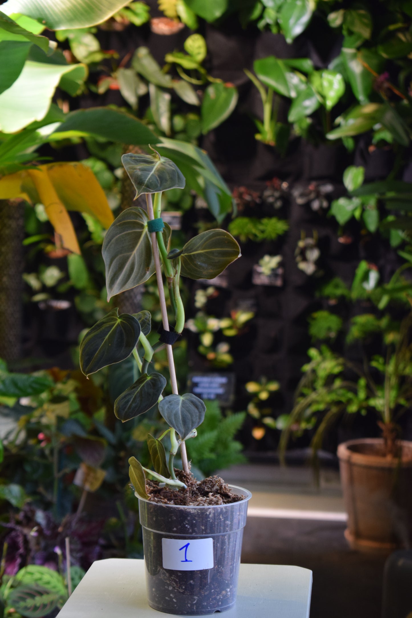 Philodendron Melanochrysum