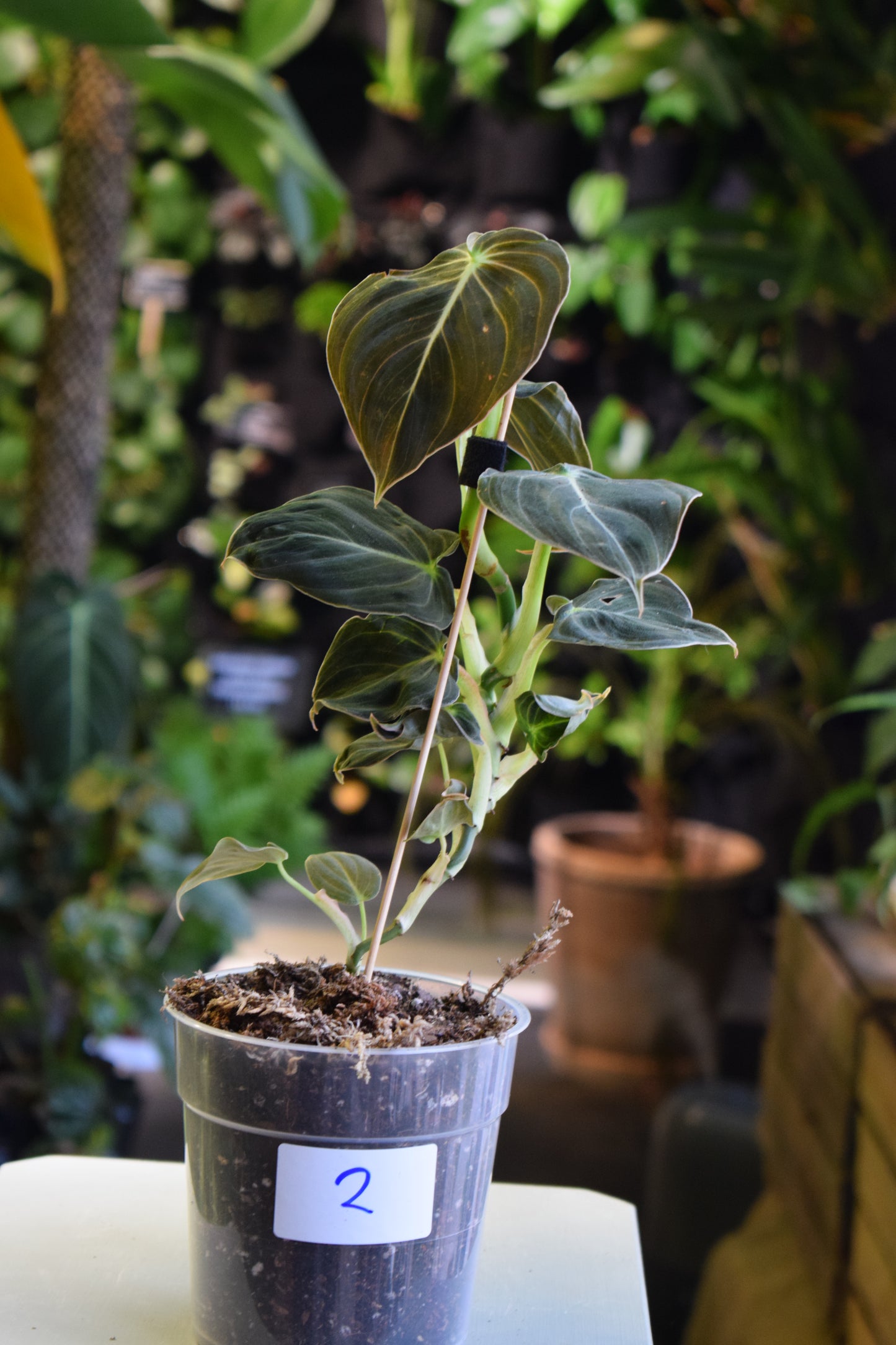 Philodendron Melanochrysum