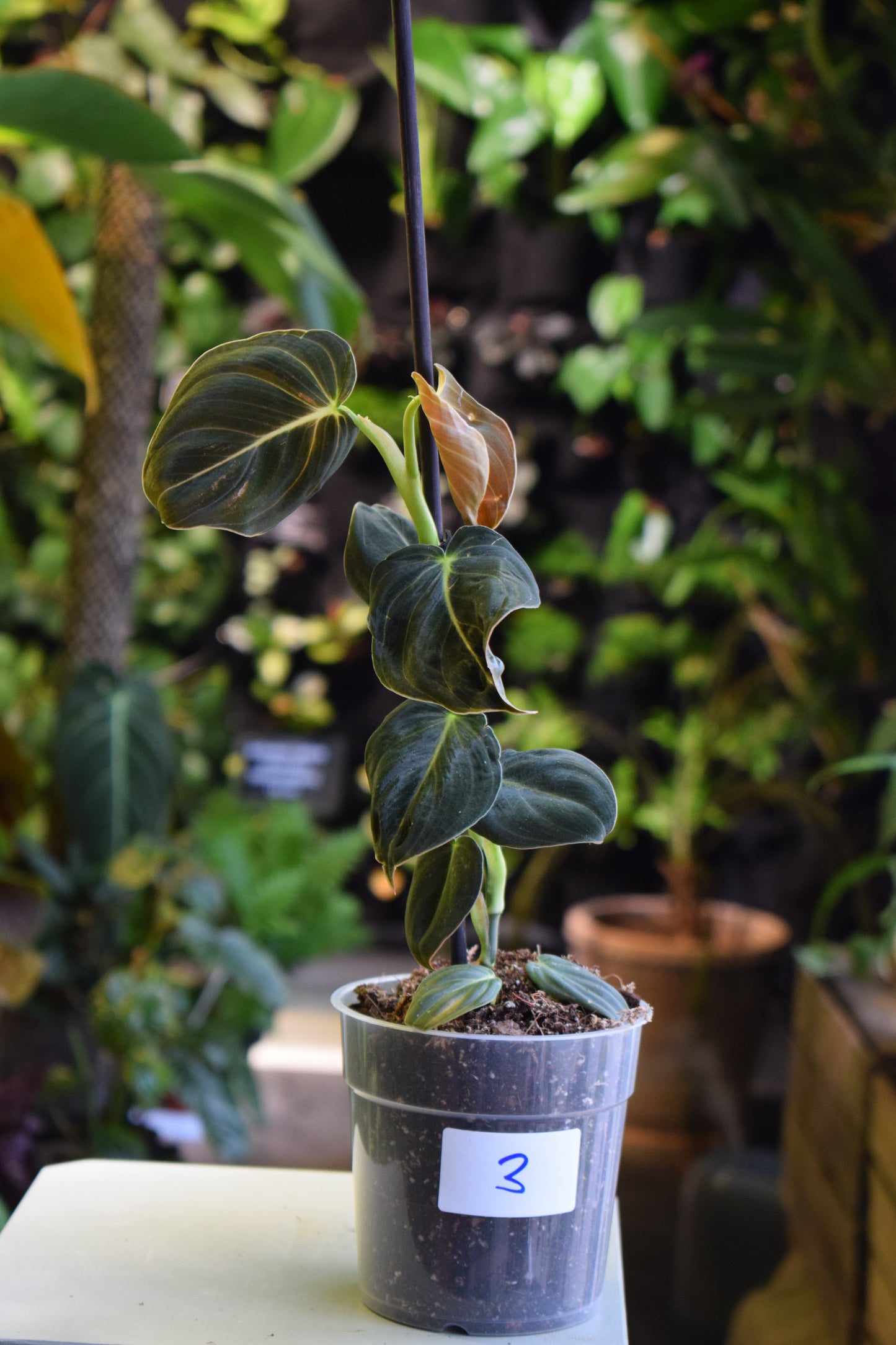 Philodendron Melanochrysum