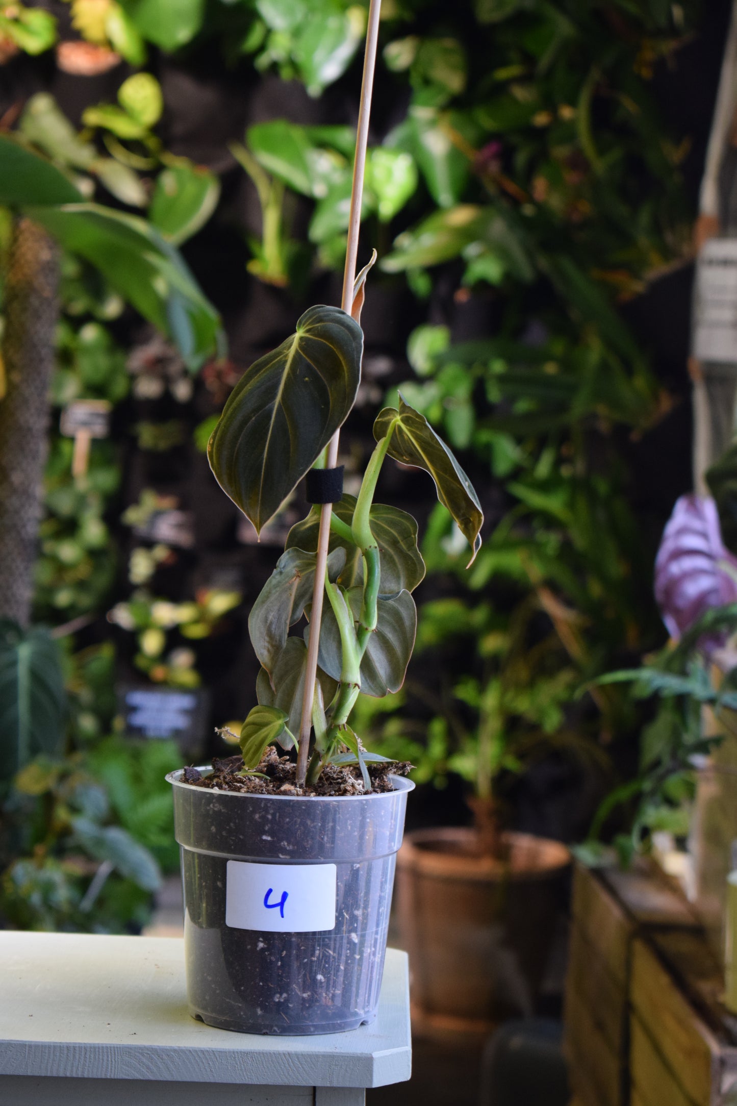 Philodendron Melanochrysum