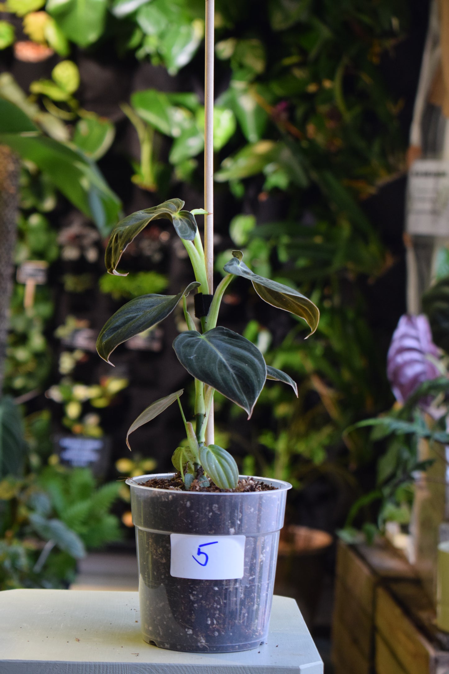 Philodendron Melanochrysum