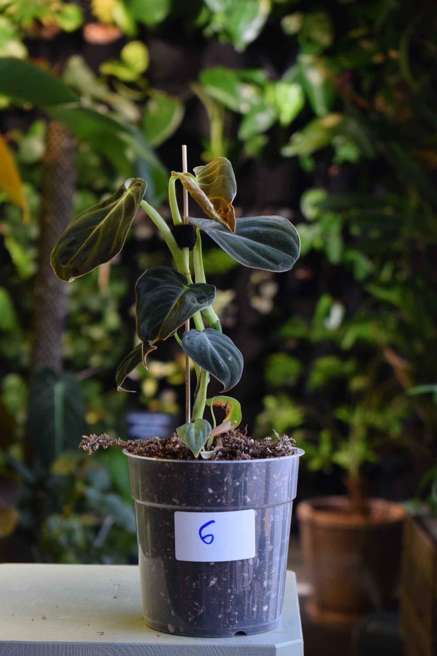 Philodendron Melanochrysum