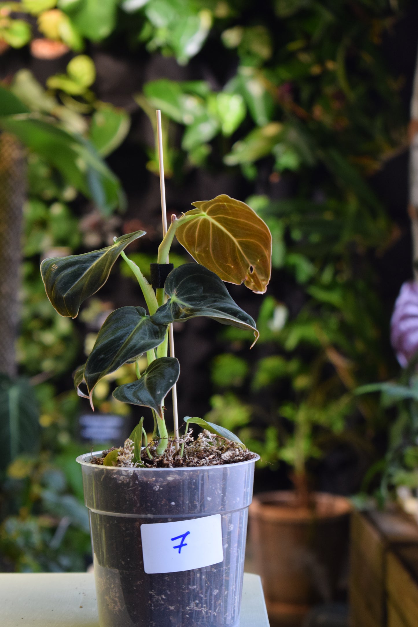 Philodendron Melanochrysum