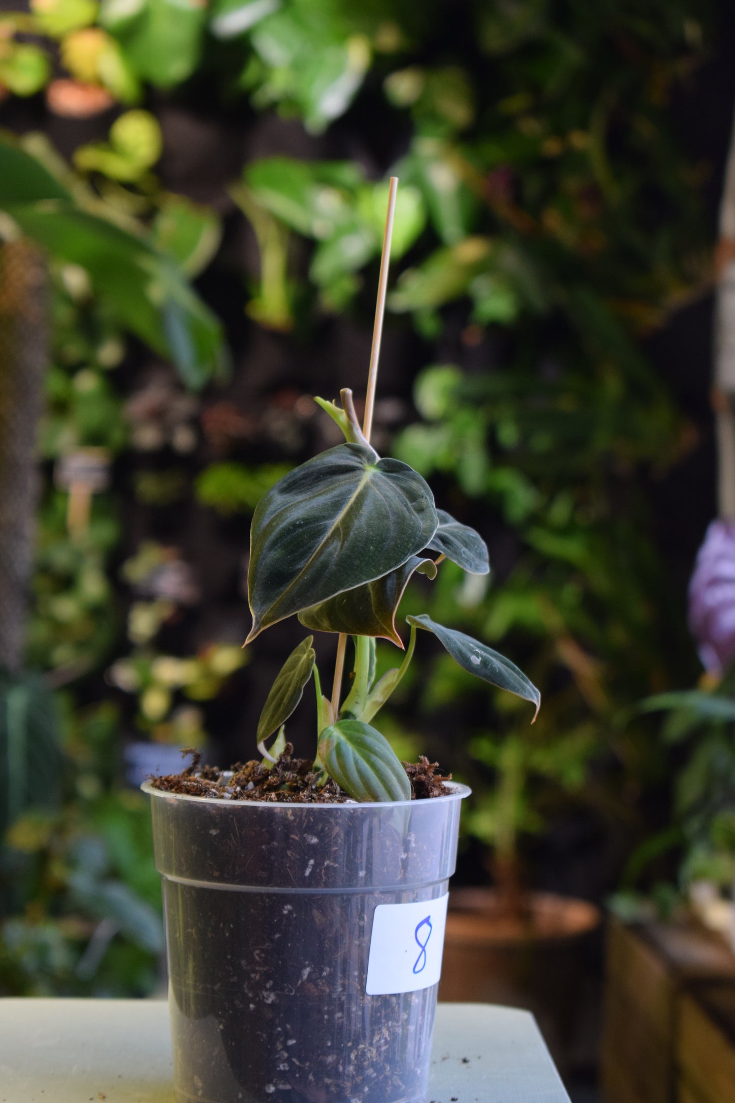 Philodendron Melanochrysum