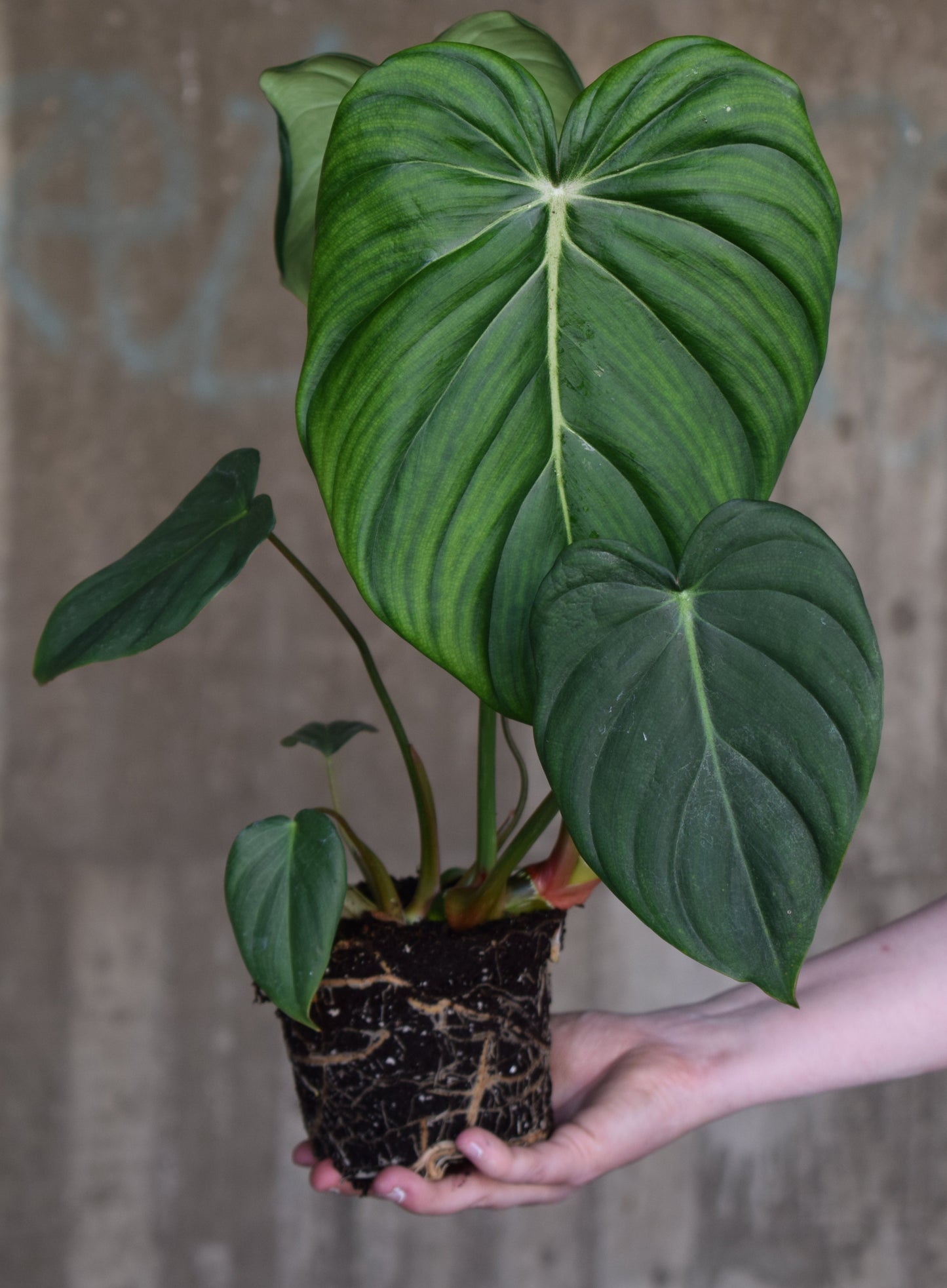 Philodendron ’Dean Mc Dowell’