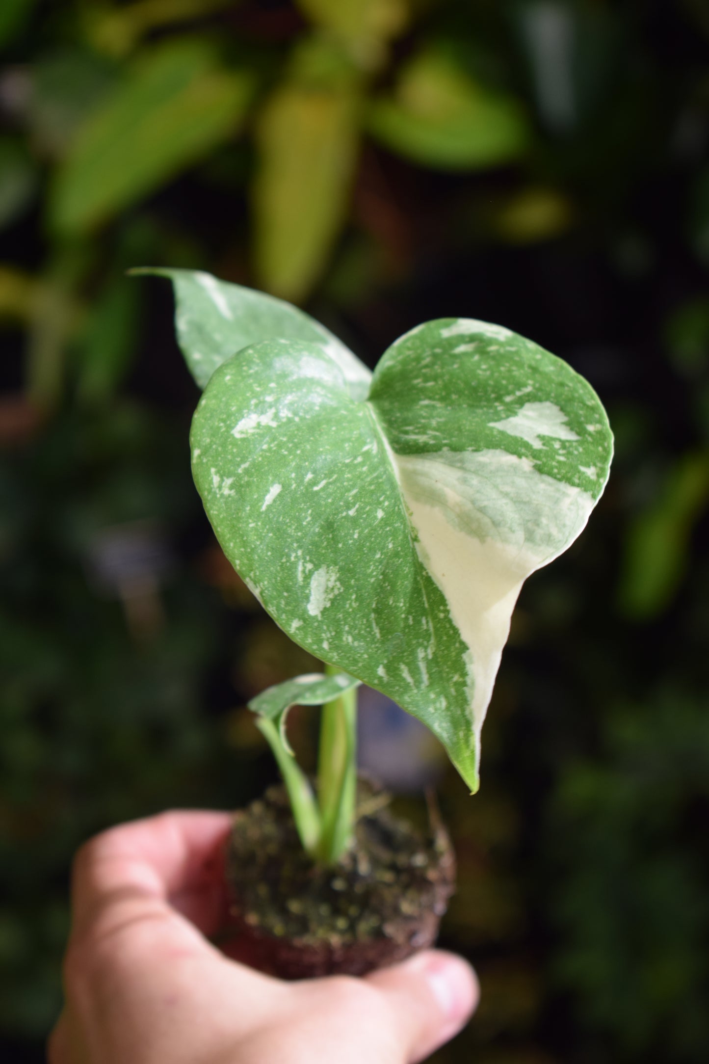 Crazy plant person starter-kit