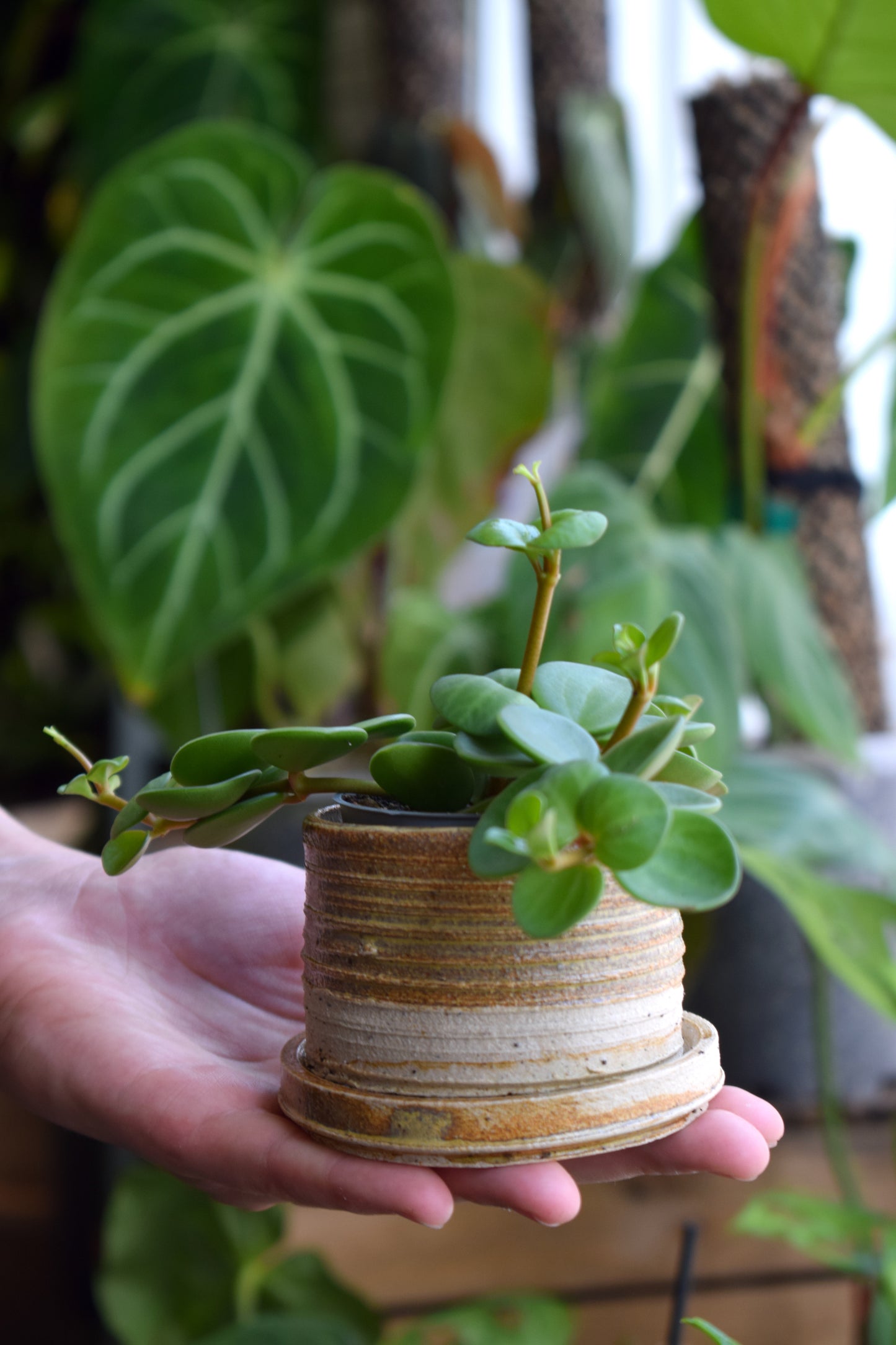 Hand-ground pot, 6.5 cm