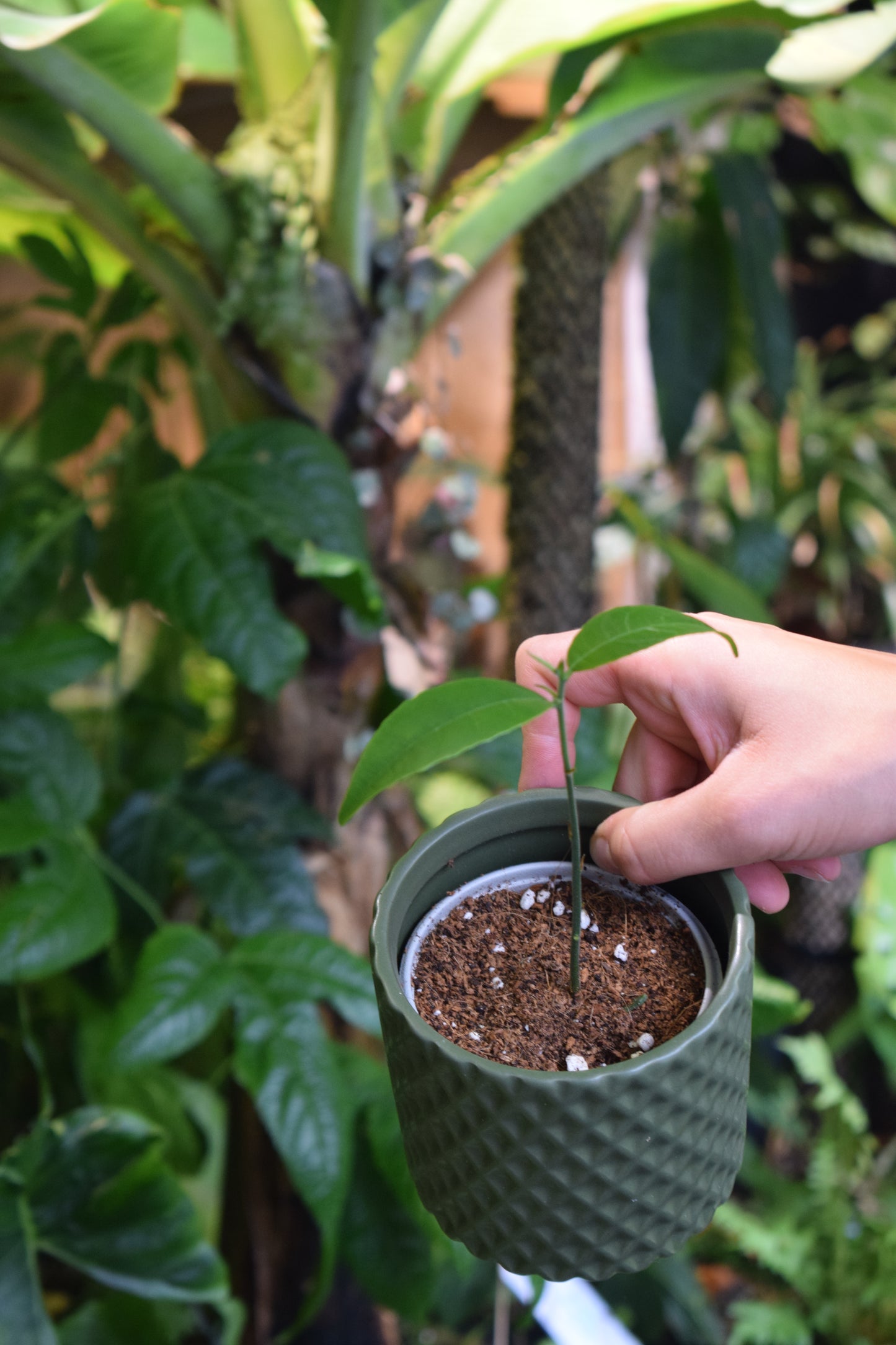 Jackfruit 'Artocarpus heterophyllus' tree, edible