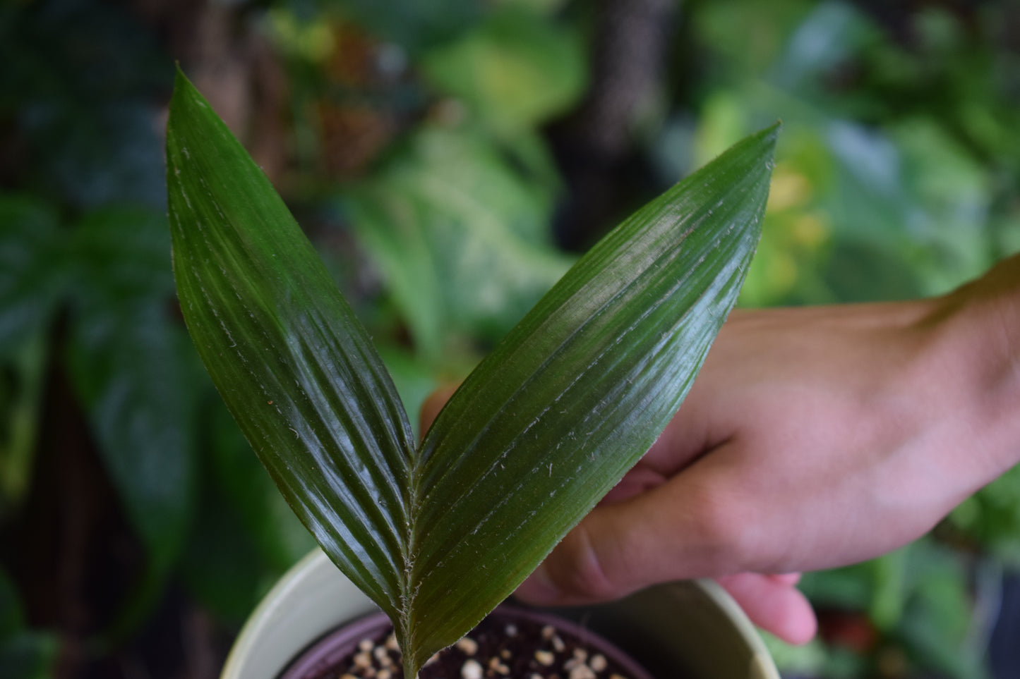 Salak 'Salacca edulis' edible