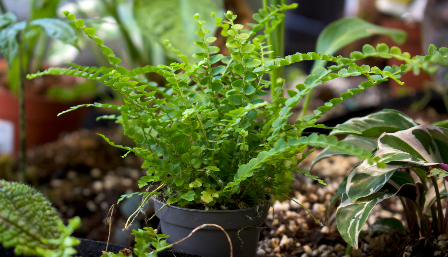 Spear fern(s) 'Nephrolepis'