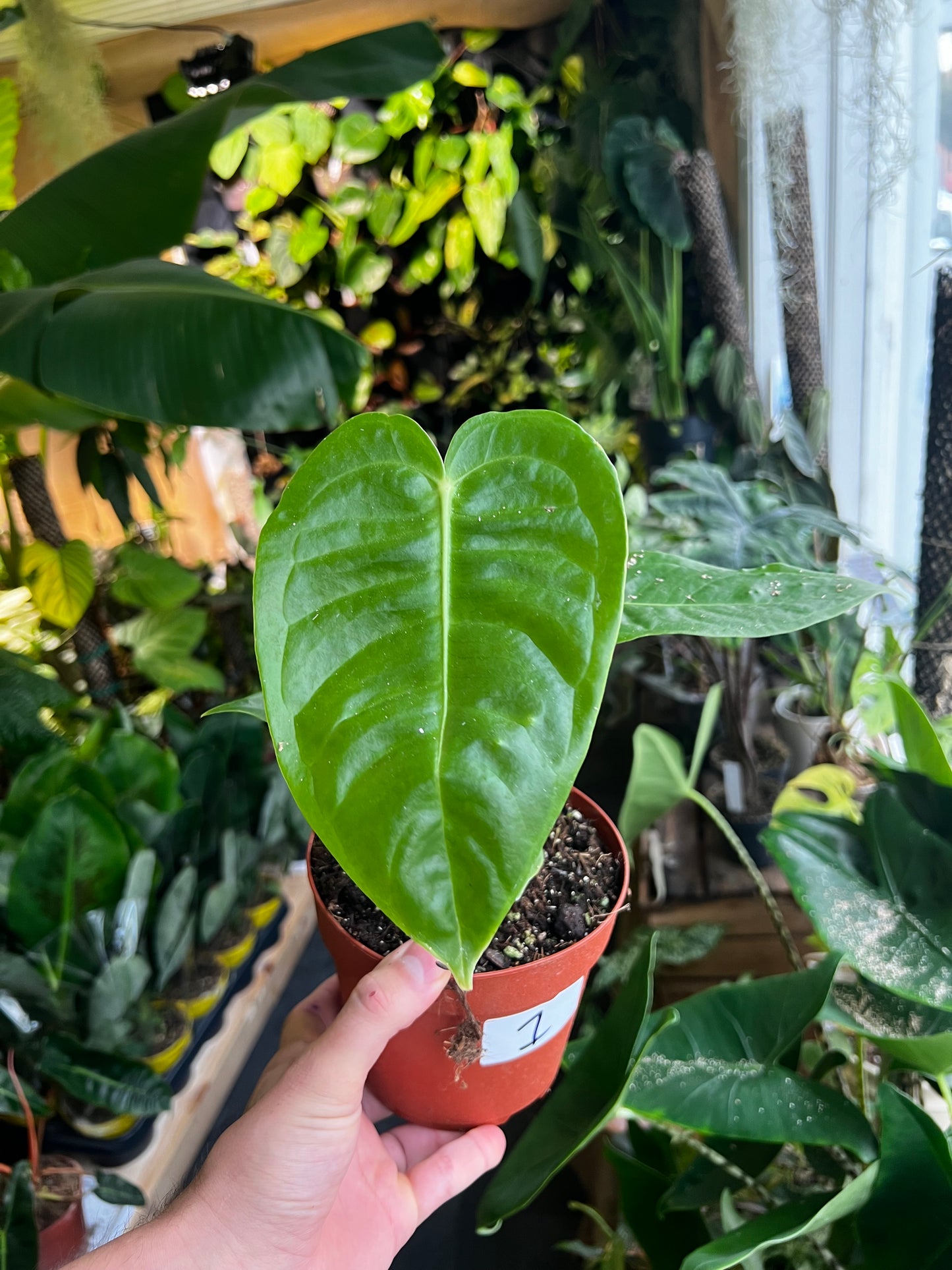 Anthurium Veitchii