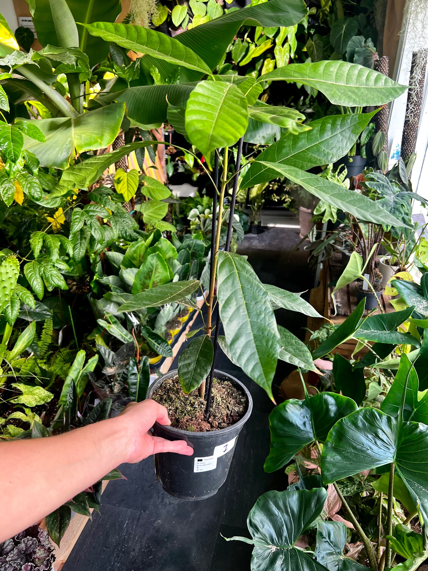 Cacao tree, 'Theobroma cacao'