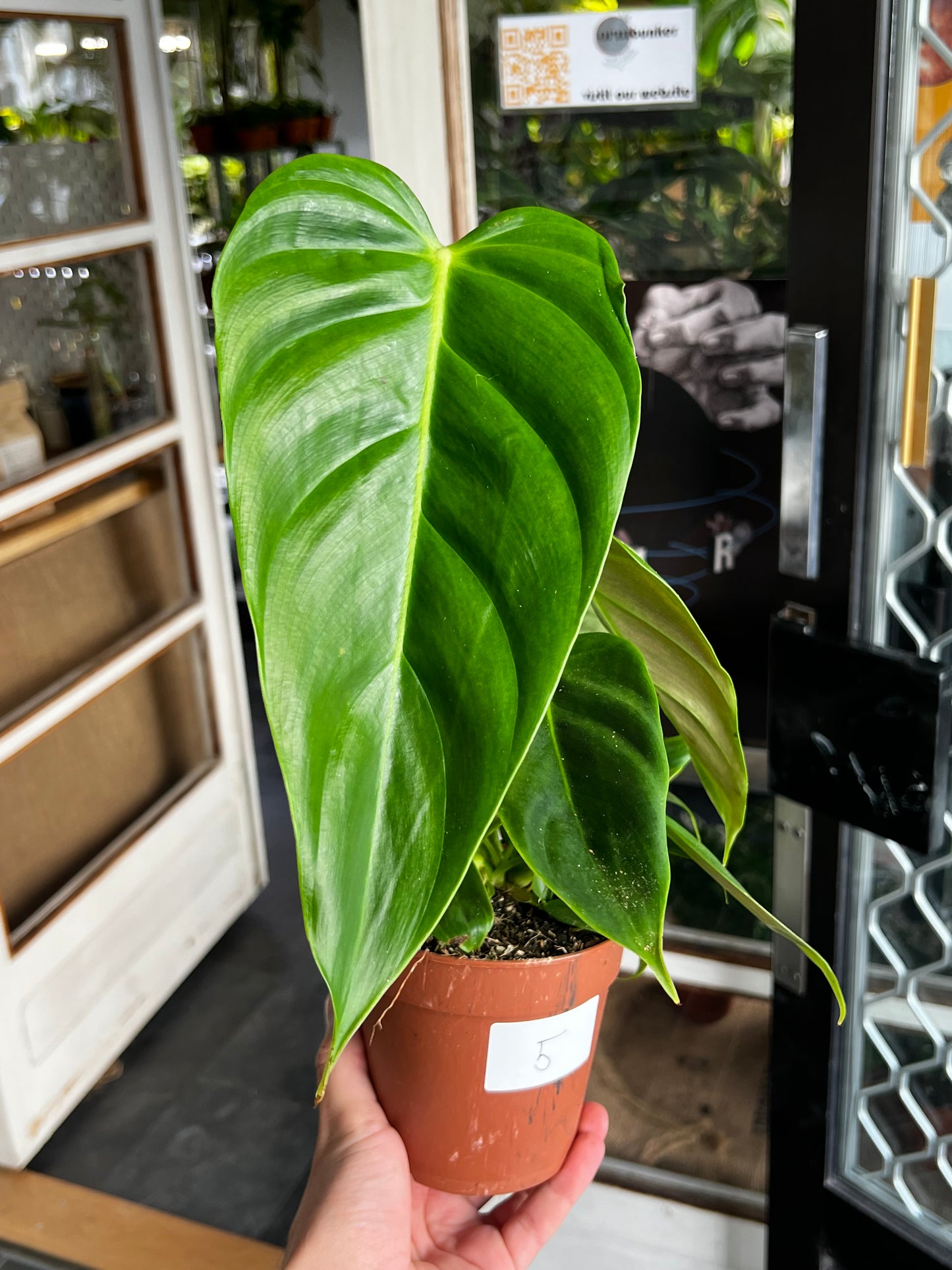 Philodendron Esmeraldense