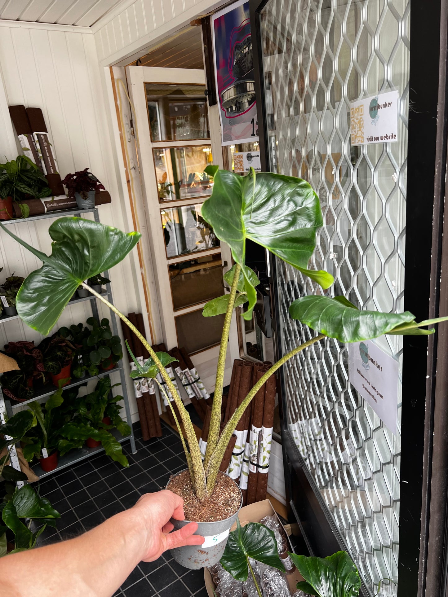 Alocasia Macrorrhiza 'Stingray'