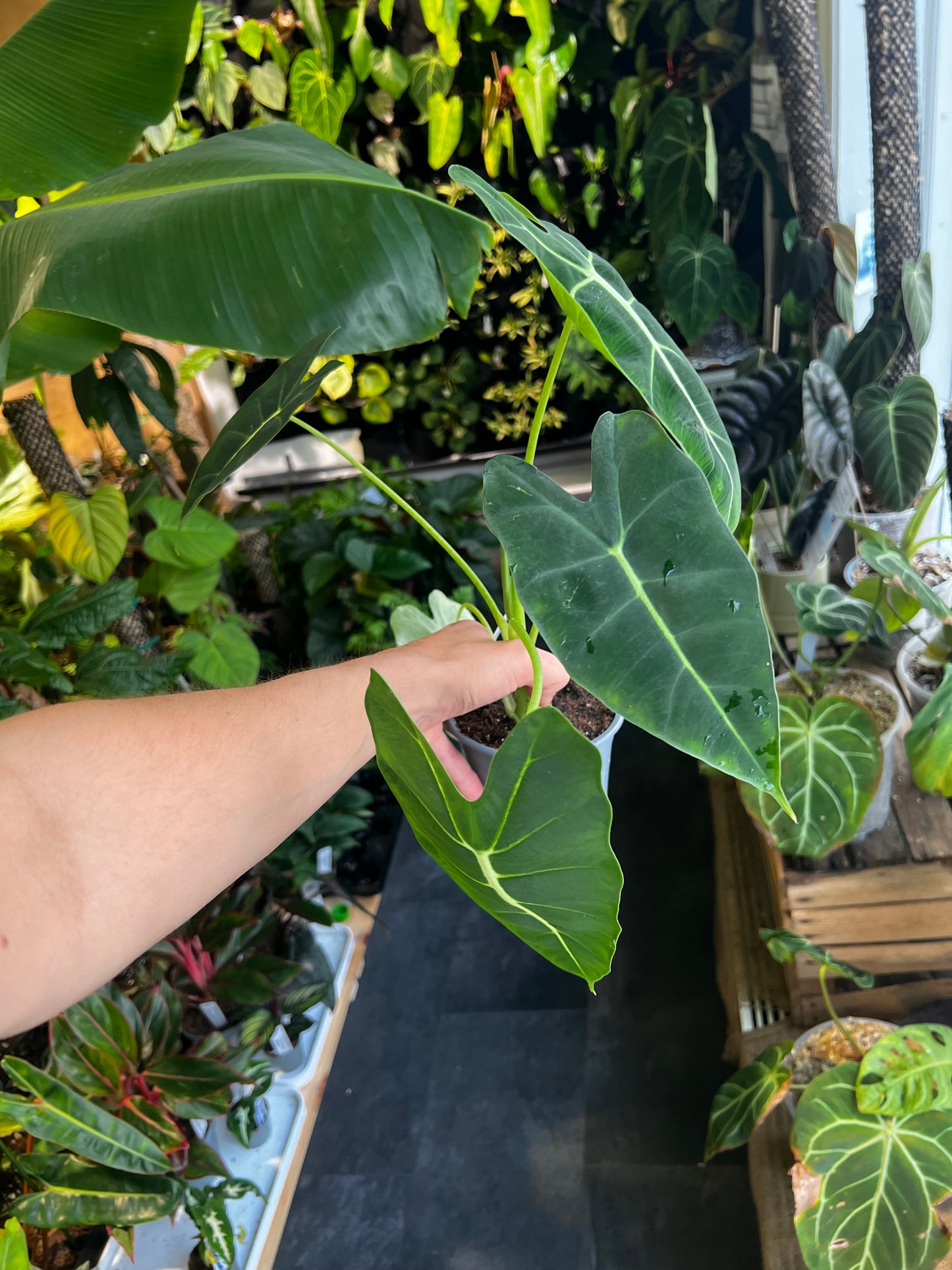 Alocasia micholitziana 'Frydek'