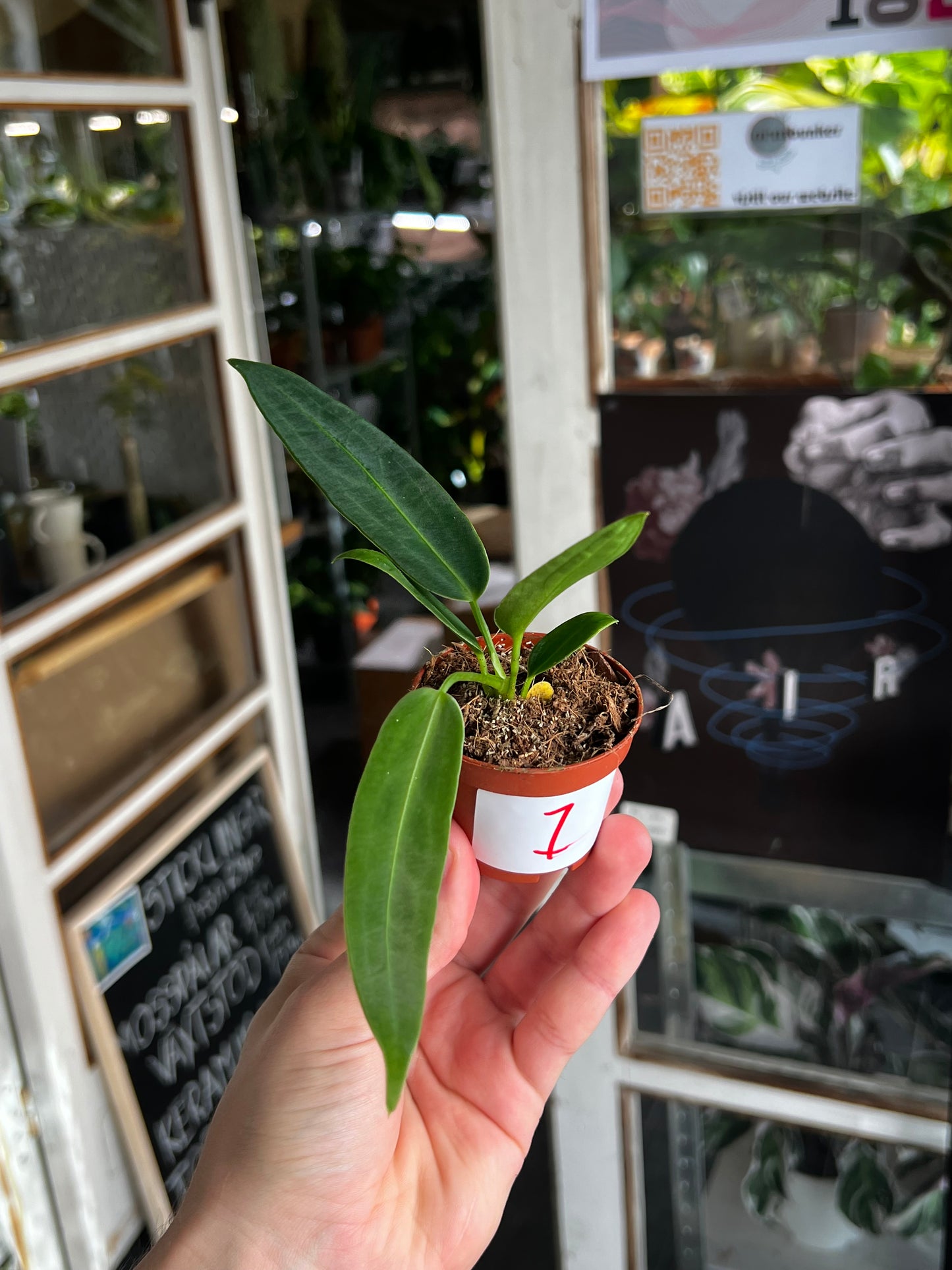 Anthurium Warocqueanum