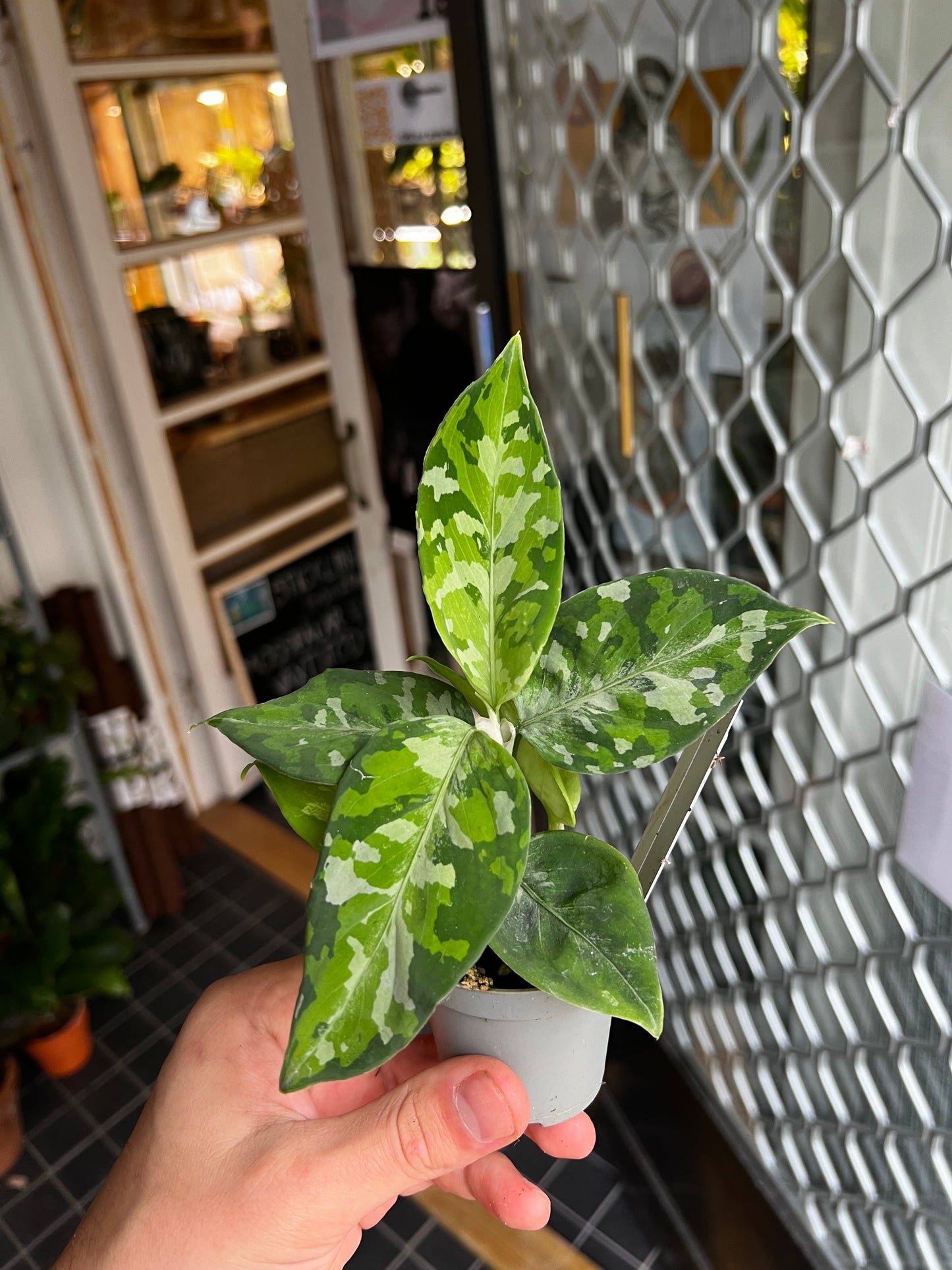 Aglaonema Tricolor 'Camouflage'