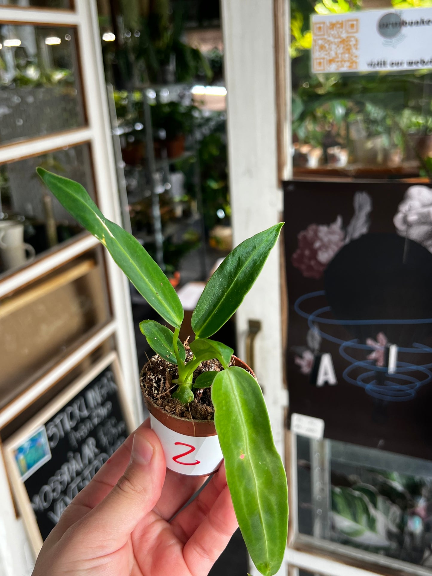 Anthurium Warocqueanum