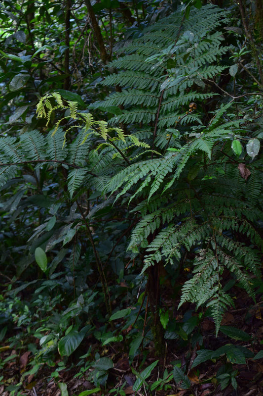 Cyathea cooperi | Trädormbunke