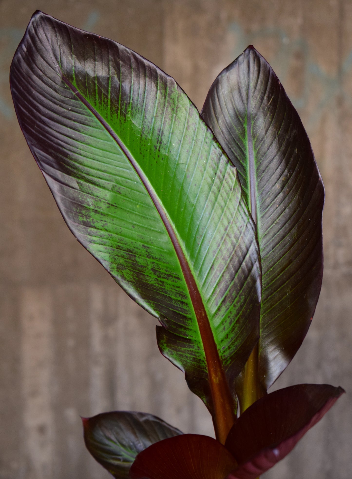 Ensete ventricosum 'Maurelii’ - Röd Banan