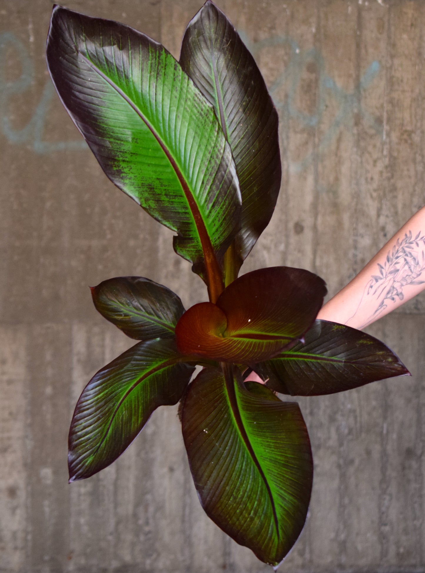 Ensete ventricosum 'Maurelii' - Red Banana