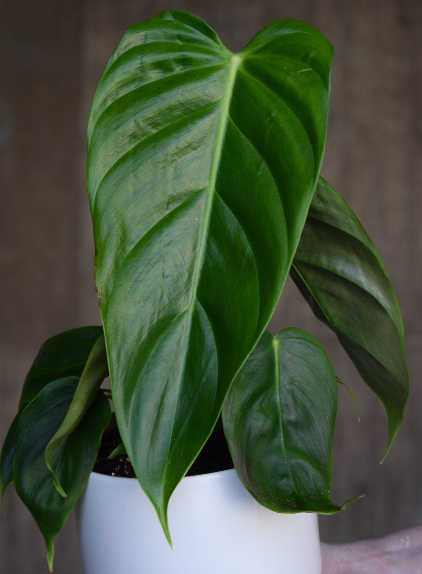 Philodendron Esmeraldense