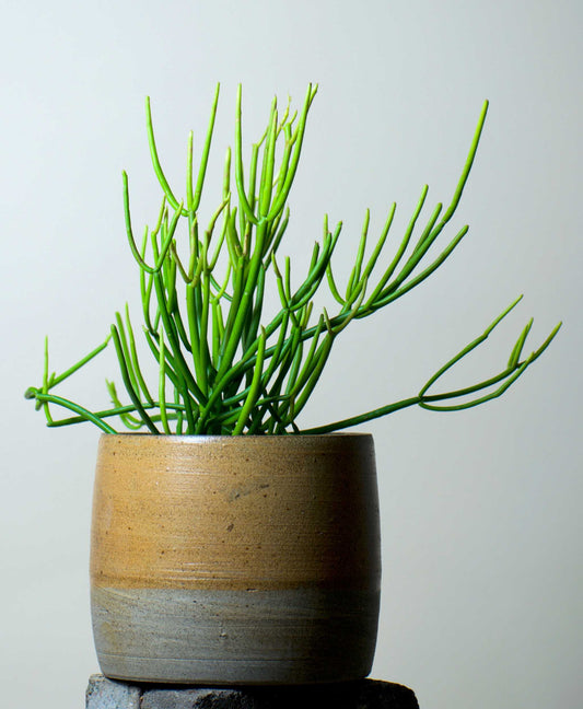 Euphorbia tirucalli 'Pencil Cactus'