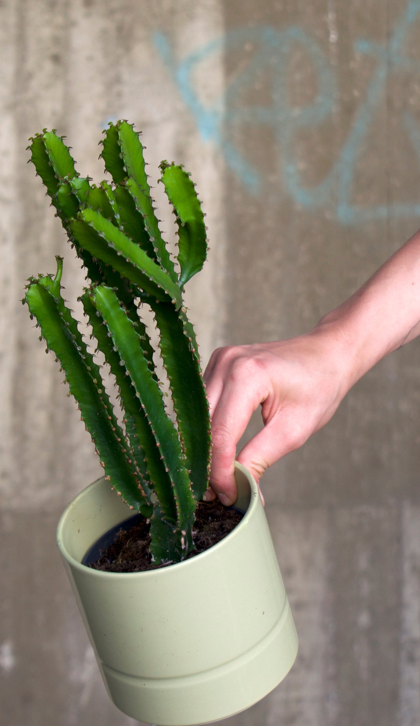 Euphorbia triangularis