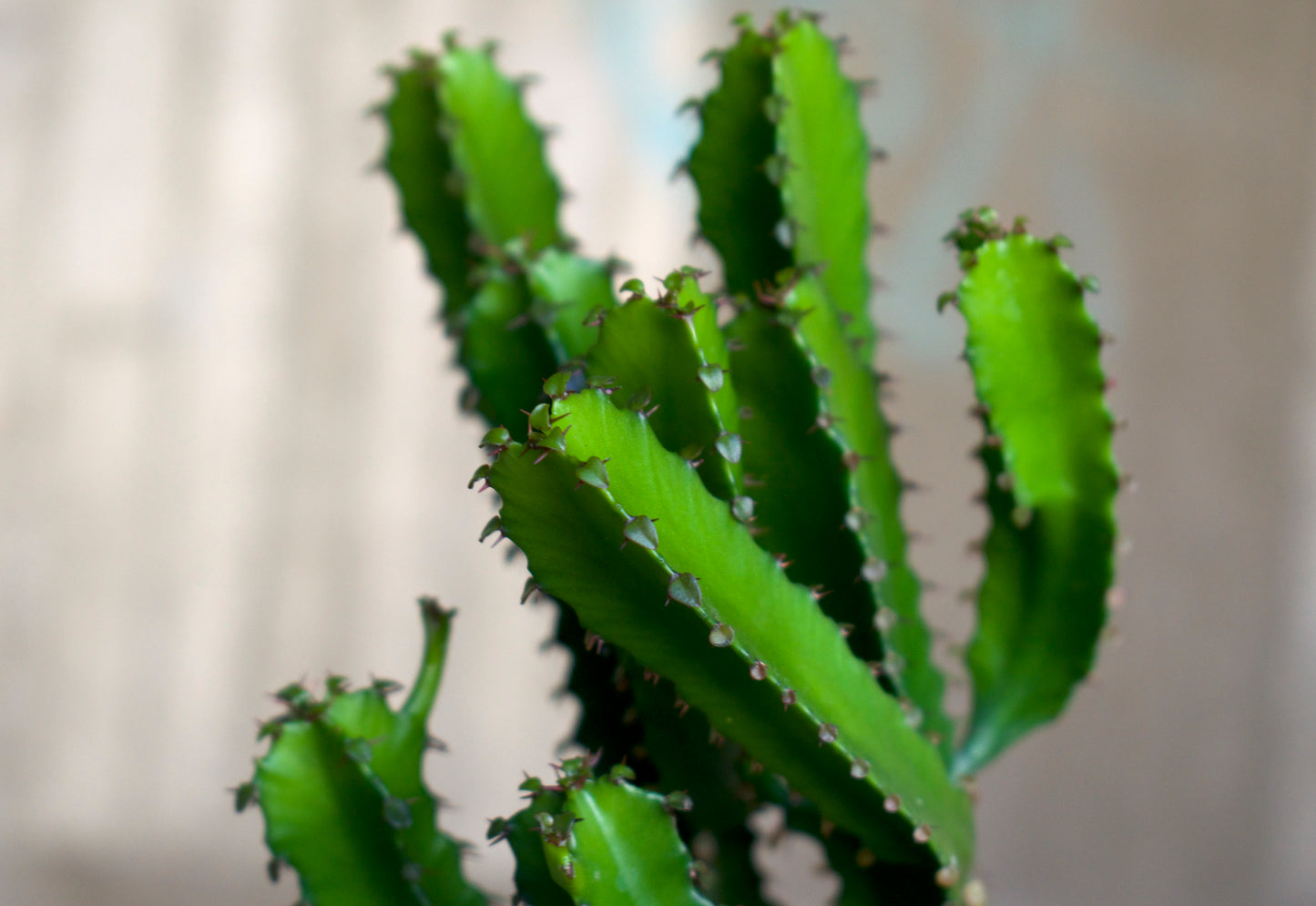 Euphorbia triangularis