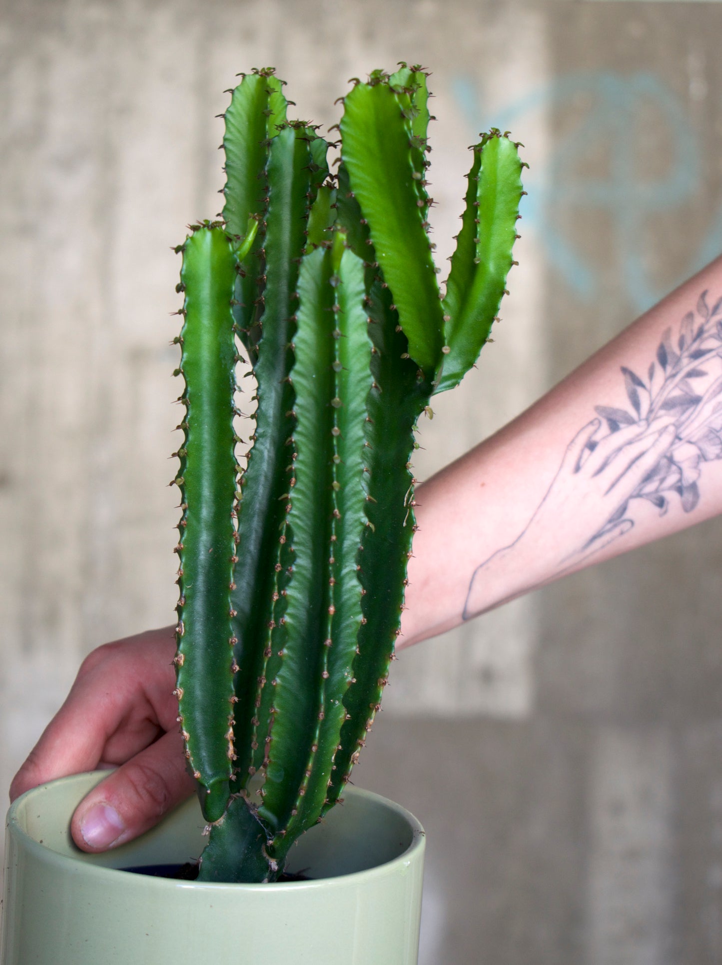 Euphorbia triangularis