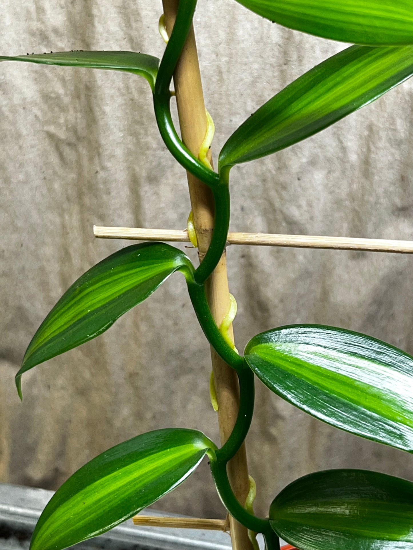 Real Vanilla Idea 'Vanilla planifolia' Variegated